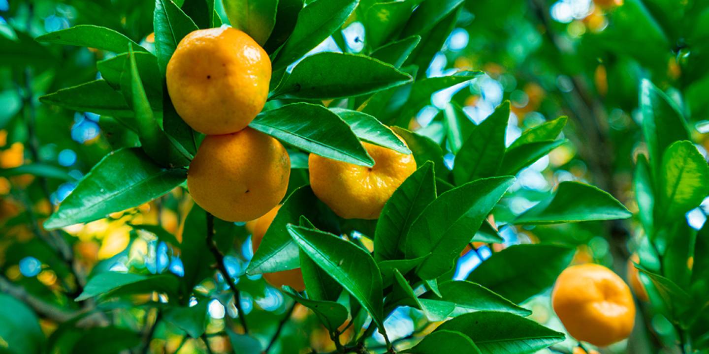 clementines