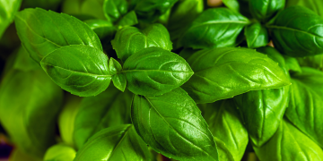 INGREDIENT INSIGHT: BASIL