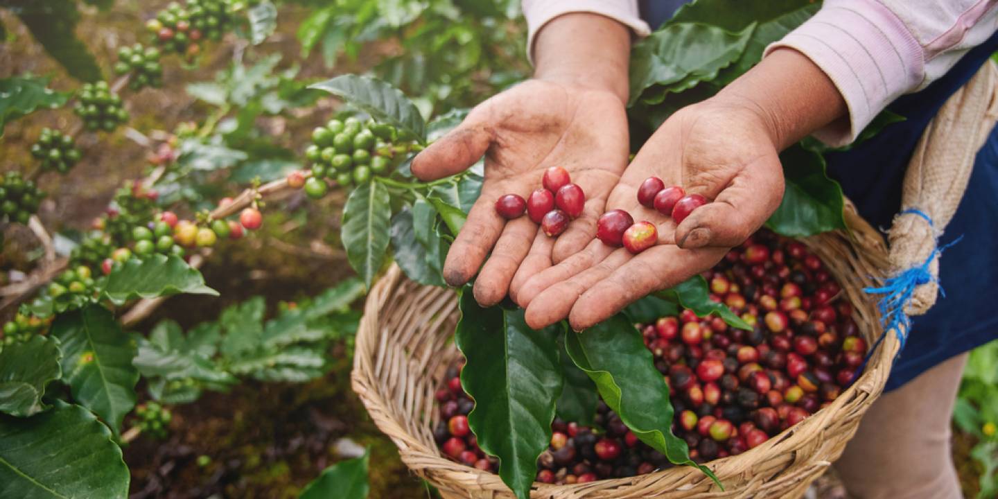 How is Coffee Made: The Journey from Bean to Cup